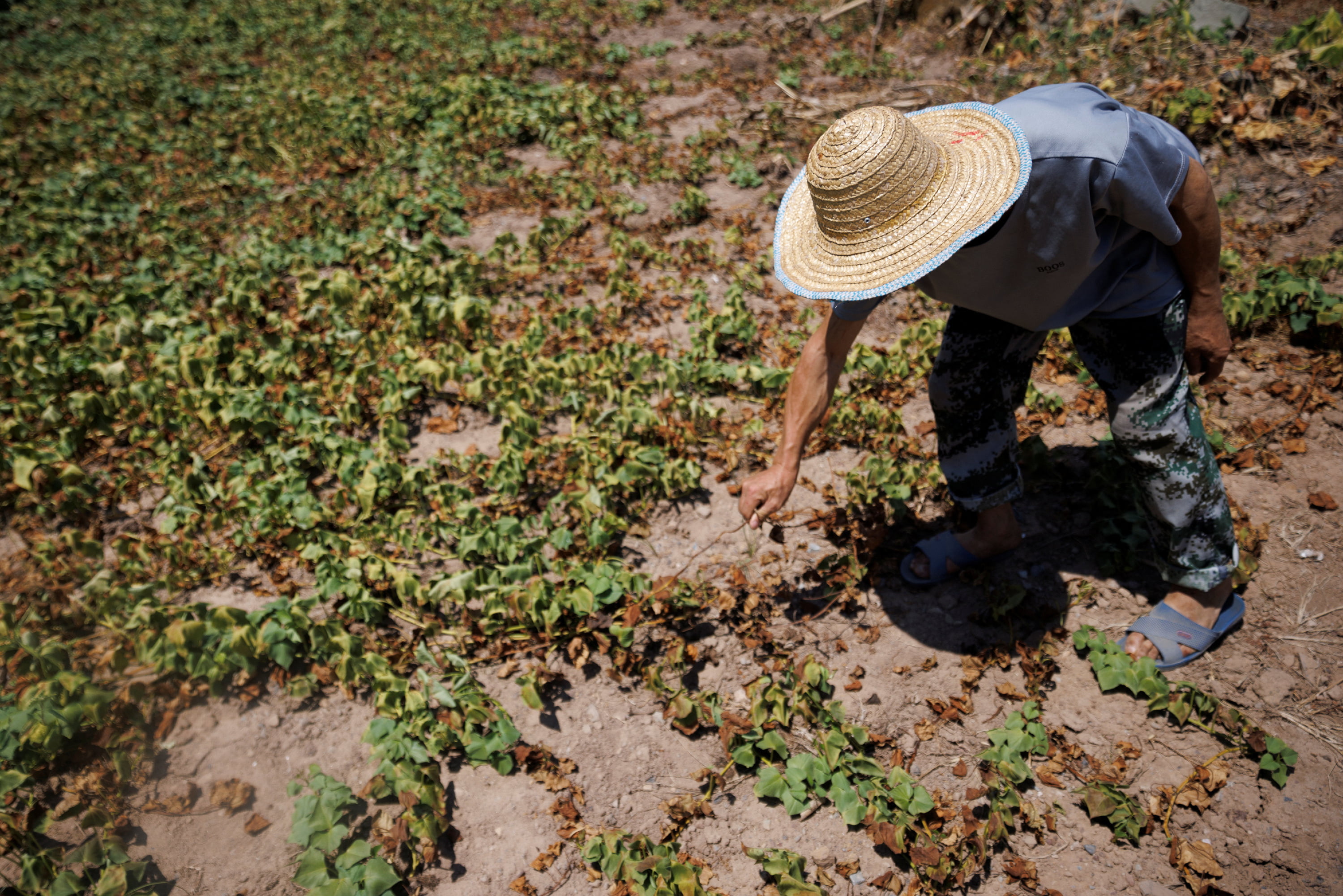 China's Farmers Struggle to Save Crops as Heat Wave, Drought Drag On - Vimarsana News