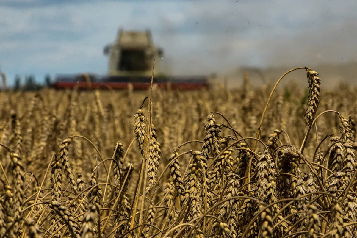 A combine harvests wheat in a field near the village of Zghurivka, amid Russia's attack on Ukraine, in Kyiv region, Ukraine on Aug. 9, 2022.  (Viacheslav Musiienko/Reuters)