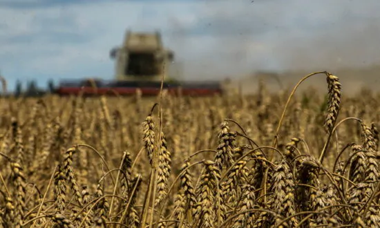 Wheat Climbs Over 5 Percent to 2-Week High as Russia Suspends Black Sea Agreement