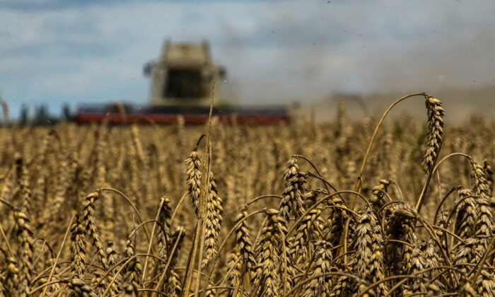 A combine harvests wheat in a field near the village of Zghurivka, amid Russia's attack on Ukraine, in Kyiv region, Ukraine on Aug. 9, 2022.  (Viacheslav Musiienko/Reuters)