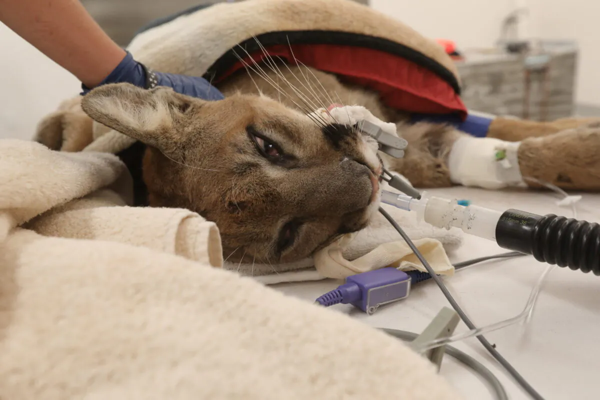 A young male mountain lion, which officials say was shot by police earlier in the day in Hollister, Calif., awaits emergency surgery in the radiology room at the Oakland Zoo in Oakland, Calif., on Aug. 26, 2022. (Nathan Frandino/Reuters)