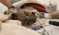 Mountain Lion Dies in Surgery After Being Shot by Police in California