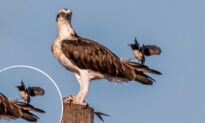 Cheeky Wagtail Caught on Camera Teasing Osprey Who Was ‘Quietly Enjoying His Dinner’