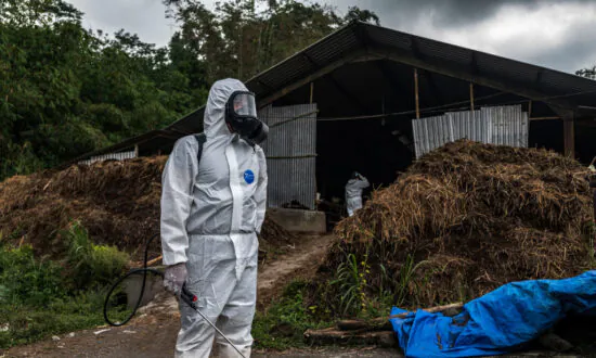South Korea to Cull Cattle After Outbreak of Foot and Mouth Disease