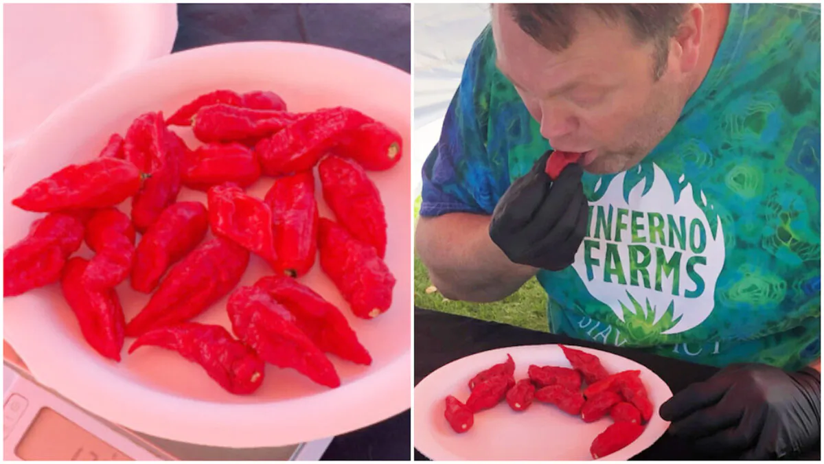 Gregory Foster speed-eating ghost chili peppers in San Diego, Calif., in November 2021. (Courtesy of Guinness World Records)