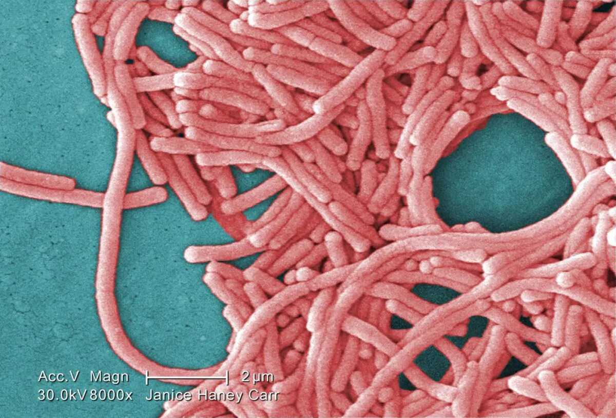 This 2009 colourized 8000X electron micrograph image provided by the Center for Disease Control and Prevention shows a large grouping of Gram-negative Legionella pneumophila bacteria. (The Canadian Press/AP/Janice Haney Carr)
