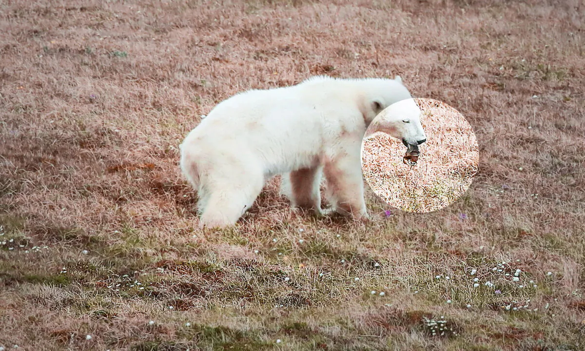 (Courtesy of Nornickel via Reuters)