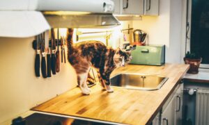 How to Keep Cats Off Counters