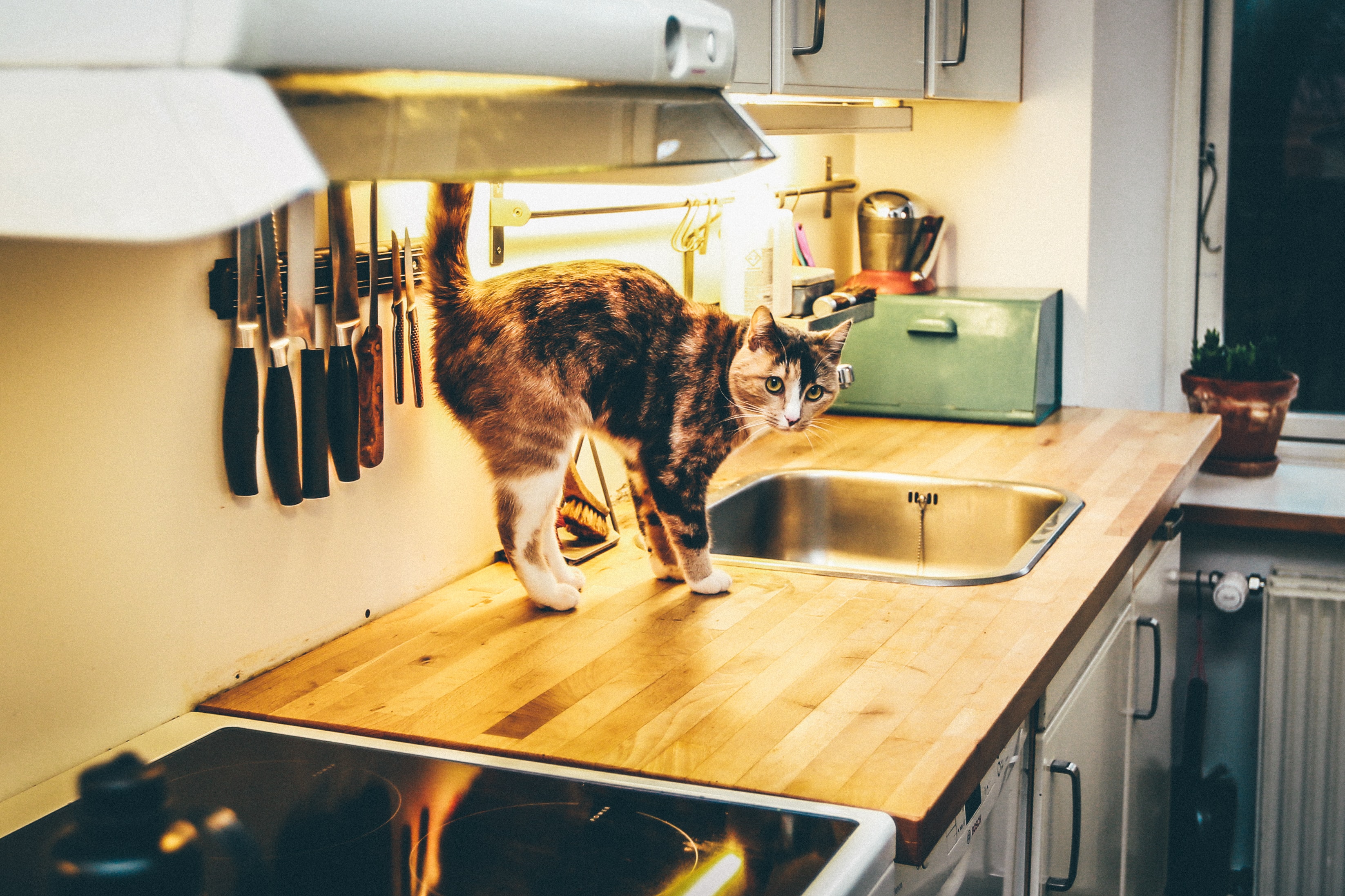 How to Keep Cats Off Counters - Vimarsana News