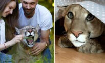 PHOTOS: Rescued Puma Can’t Go Back in the Wild, Enjoys Life Like Any Big House Cat