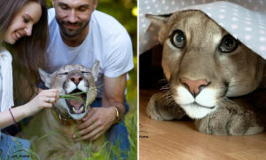 PHOTOS: Rescued Puma Can’t Go Back in the Wild, Enjoys Life Like Any Big House Cat