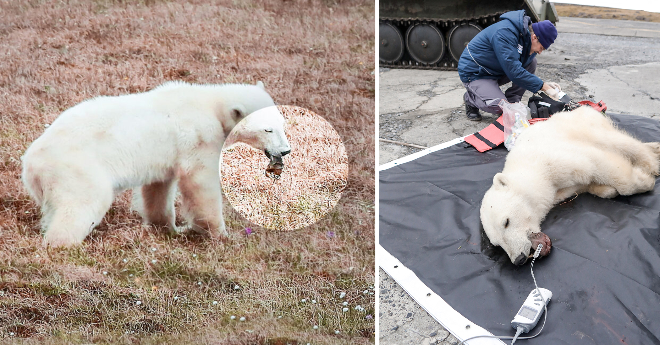 Polar Bear Cub Seeks Human for Help After Tongue Gets Stuck in Tin Can