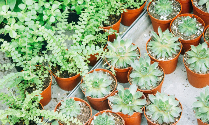 Unleash Your Inner Green Thumb with This $20 Gardening Course
