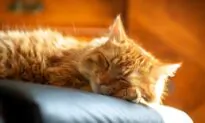 What Makes Cats Sleep So Much?