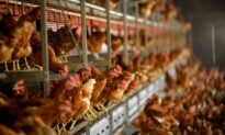110,000 Hens to Be Slaughtered After Bird Flu Found on German Farm