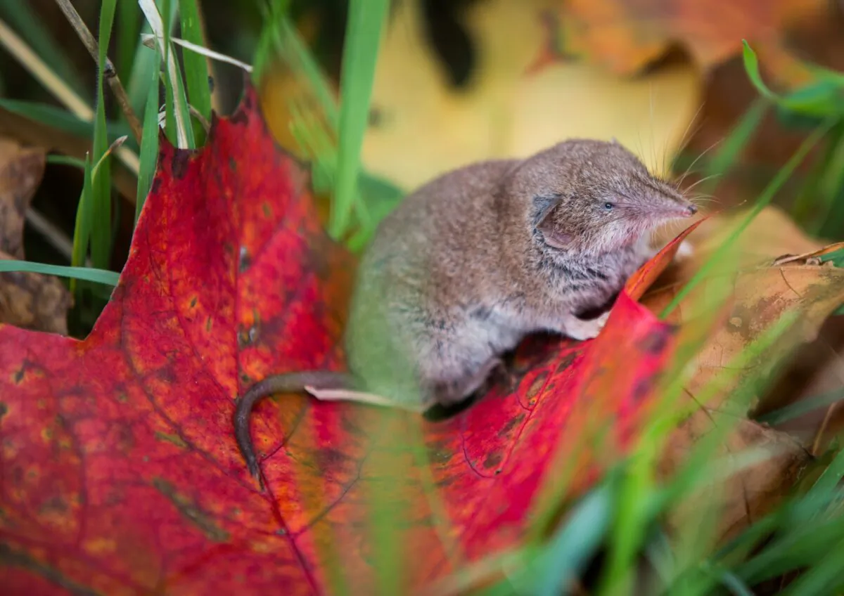 A shrew sits on an autumnally colored leaf on Oct. 6, 2015 in Rossdorf near Darmstadt, western Germany. (Frank Rumpenhorst/DPA/AFP via Getty Images)