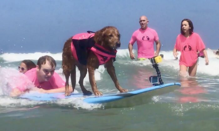 Surf Dog Ricochet (C) & Patrick Ivison (L) caught waves to celebrate their 10th anniversary of the first-ever canine assisted tandem surf session between a surfing dog and an individual with a disability on Aug. 2018. (Screenshot via YouTube/
SurfDogRicochet)