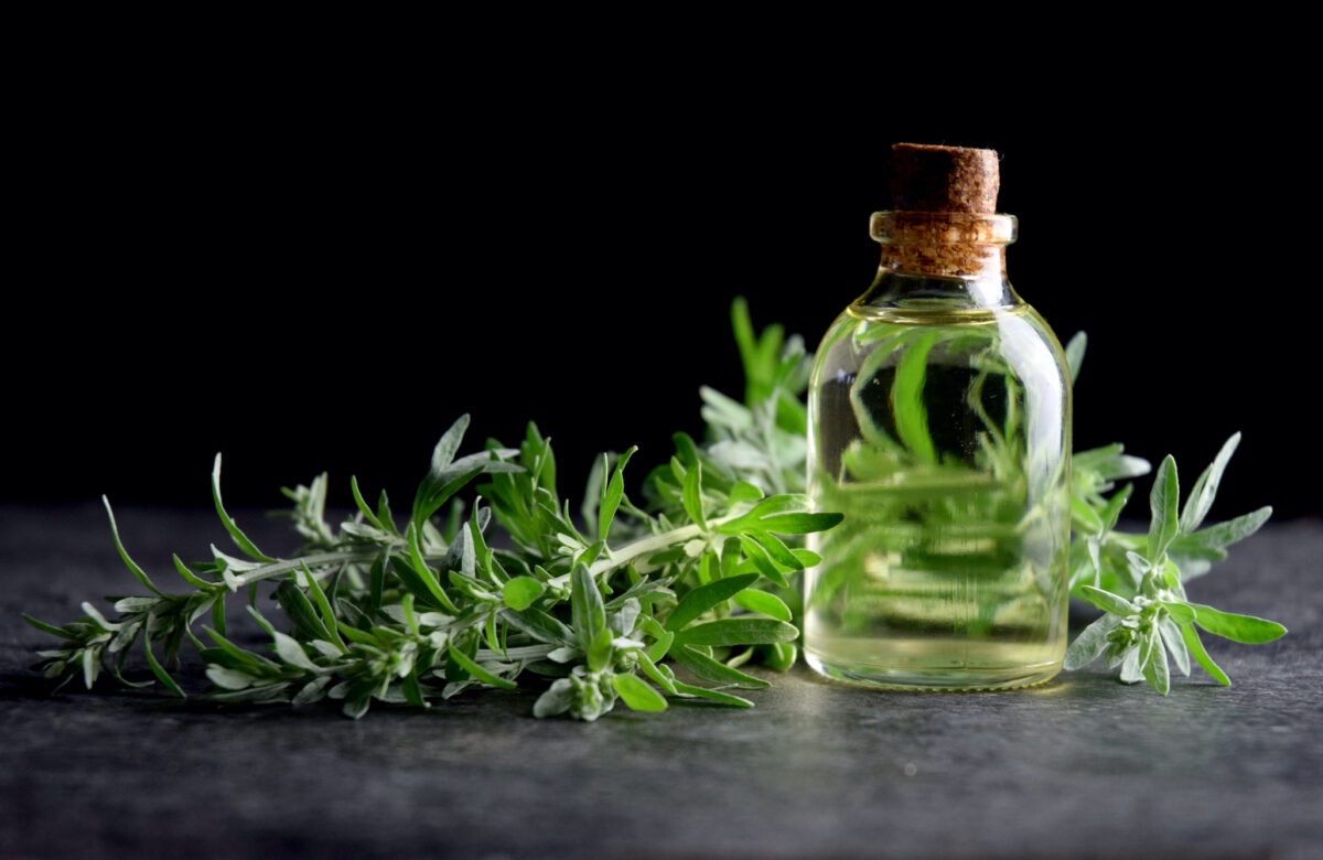 Thujone, the essence of wormwood, was responsible for such diverse symptoms as amnesia, violent behavior, epileptic seizures, visual and auditory hallucinations, and brain damage.(zetat/Shutterstock)