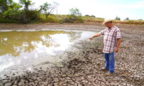 Texas Cattle Ranchers Enduring Hardship and Loss as Extreme Drought Bakes the Land
