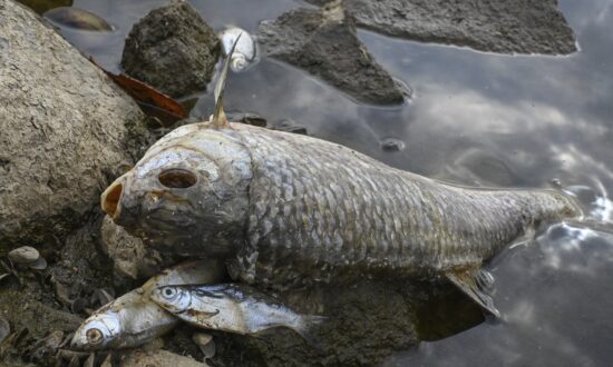What Killed Tons of Fish in European River? Mystery Deepens