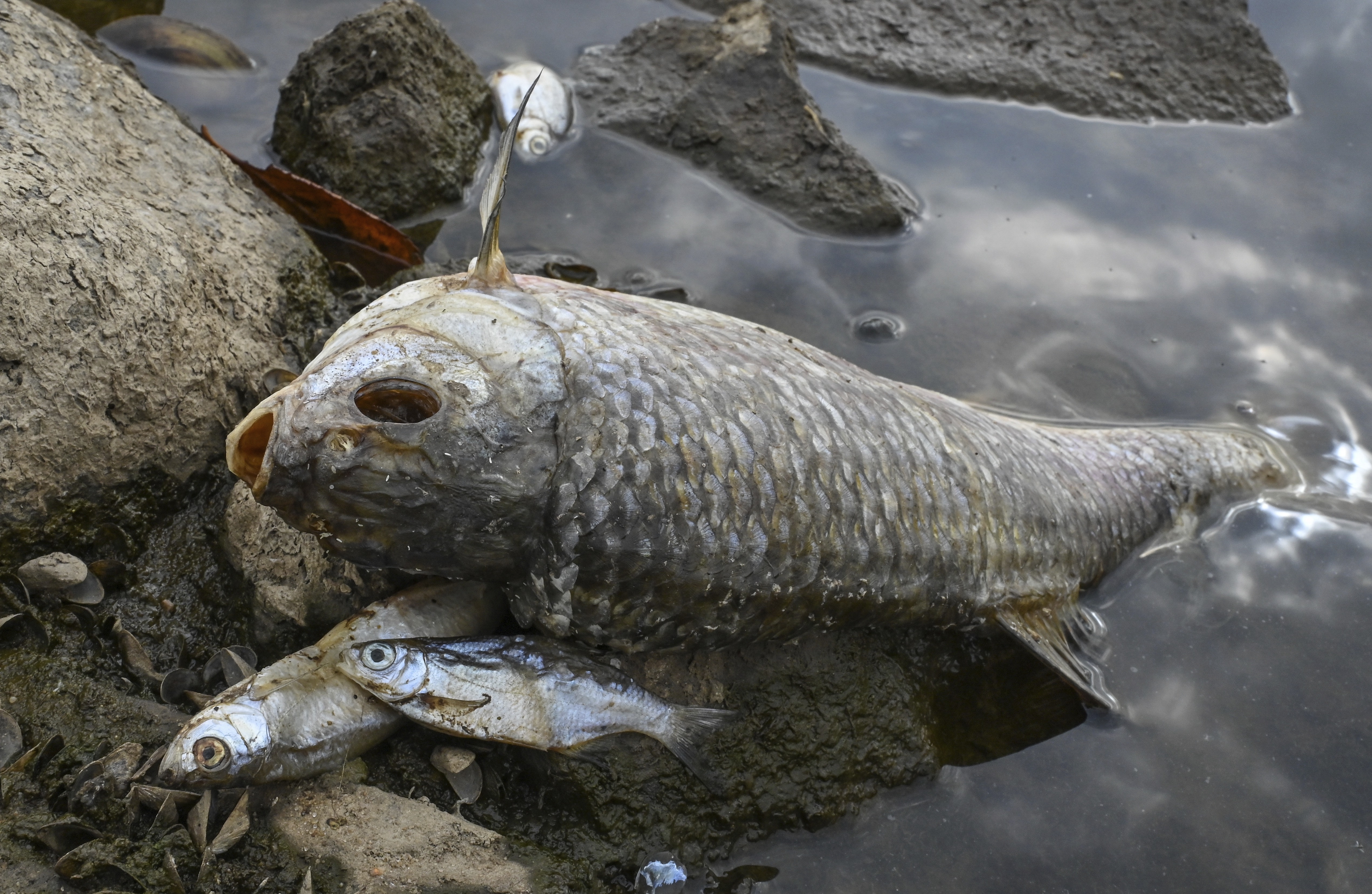What Killed Tons of Fish in European River? Mystery Deepens - Vimarsana News