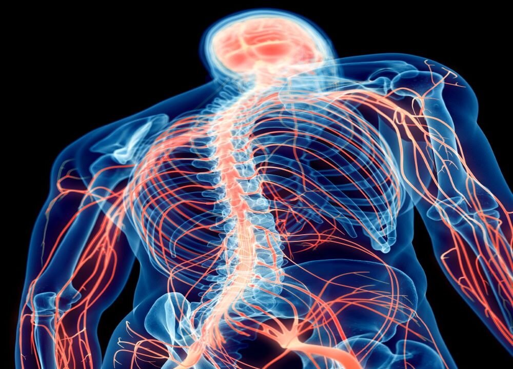 3d rendered illustration of the human nerves
(By SciePro/Adobe Stock)