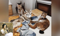 Woman Rescues 2 Baby Lynxes From Fur Farm, Raises Them With Horses, Foxes, and 15 Dogs