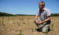 Expect Shrunken Vegetables and Less Cheese Amid Drought, Warn British Farmers