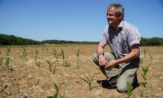 Expect Shrunken Vegetables and Less Cheese Amid Drought, Warn British Farmers