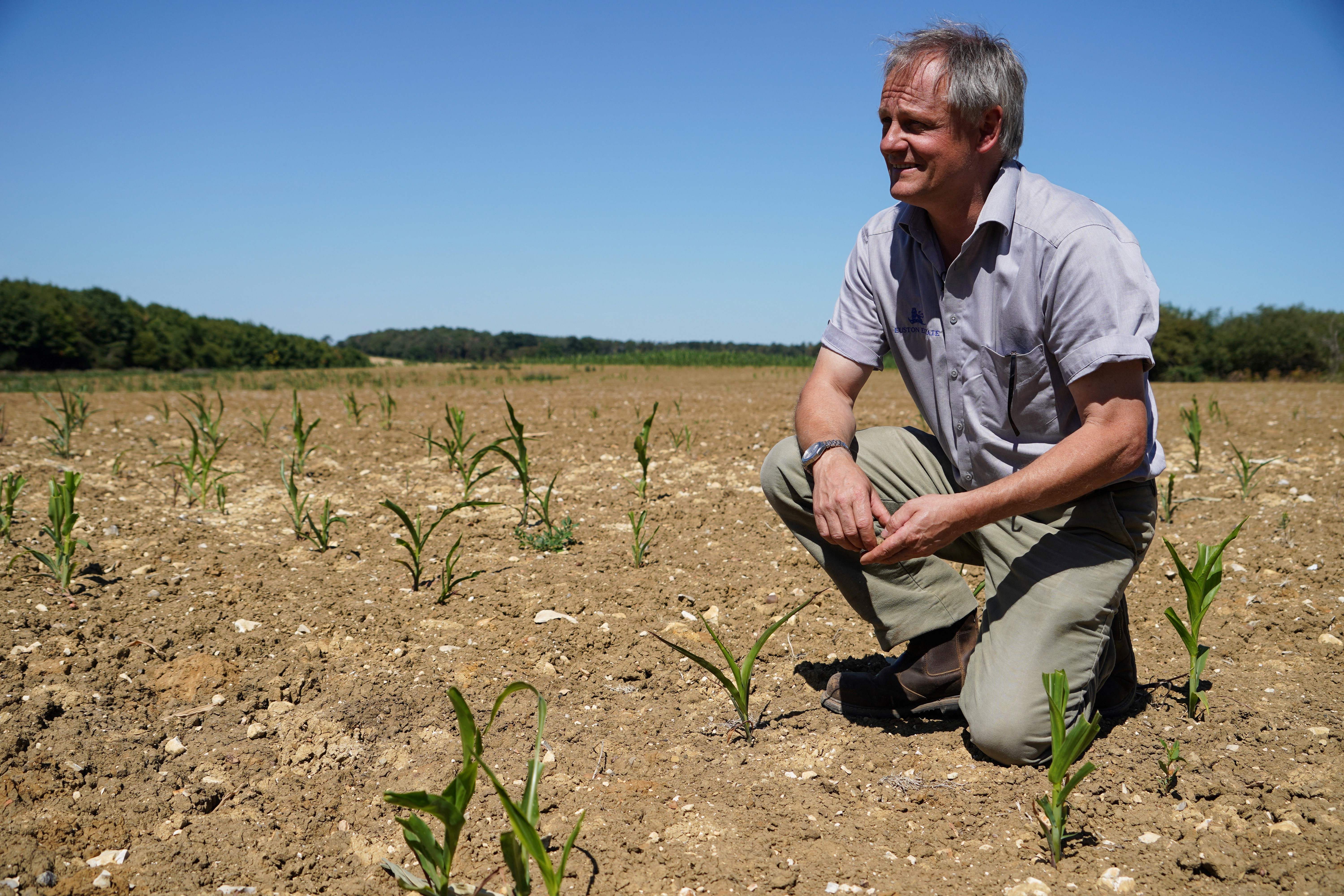 Expect Shrunken Vegetables and Less Cheese Amid Drought, Warn British Farmers - Vimarsana News