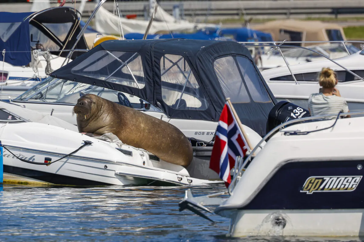 Freya the walrus sitting on a boat in Frognerkilen in Oslo, Norway on July 18, 2022. (Tor Erik Schrøder/NTB Scanpix via AP)