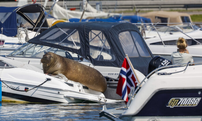 Freya the walrus sitting on a boat in Frognerkilen in Oslo, Norway on July 18, 2022. (Tor Erik Schrøder/NTB Scanpix via AP)