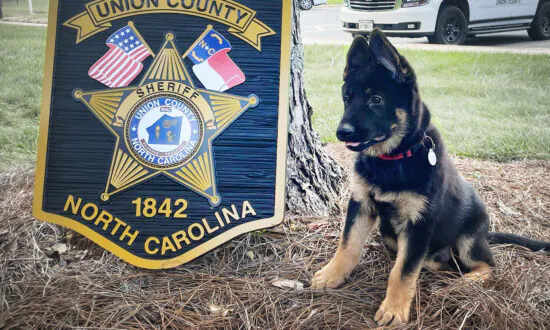 Sheriff ‘Hires’ New 11-Week-Old K9 Officer, Son of Explosives Detection Dog, Asks Public to Help Name Him