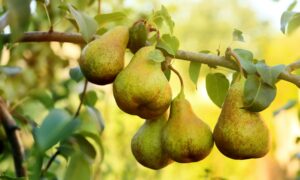 Self-Pollinating Pears