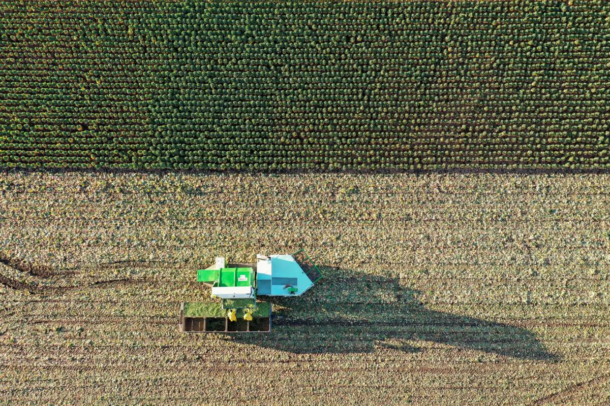 Workers at East Lothian produce harvest a field of sprouts in Dunbar, Scotland, on Nov. 25, 2020. (Jeff J Mitchell/Getty Images)
