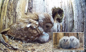 VIDEO: Mother Owl Instantly Adopts 2 Orphaned Owlets After Her Own Eggs Don’t Hatch