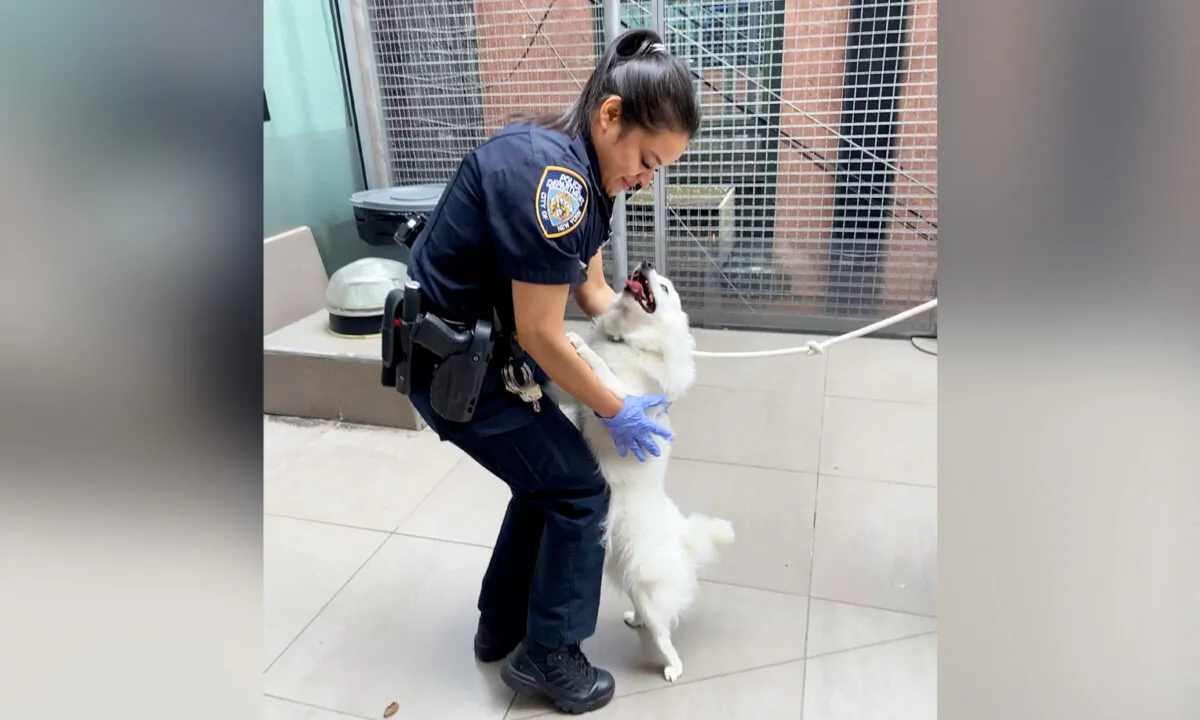 (Courtesy of NYPD)