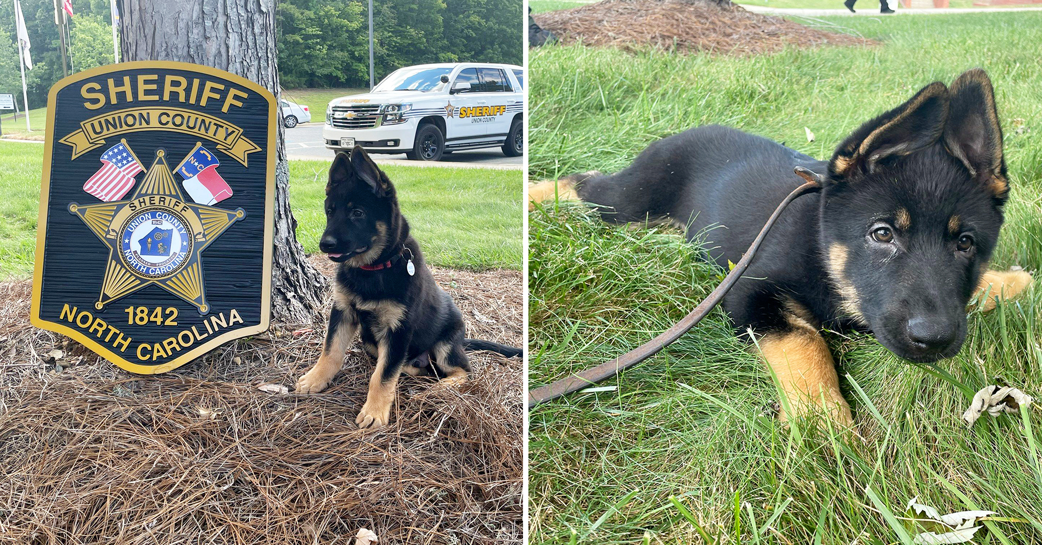 Sheriff 'hires' new 11-week-old K9 officer, son of explosives detection dog, asks public to help name him