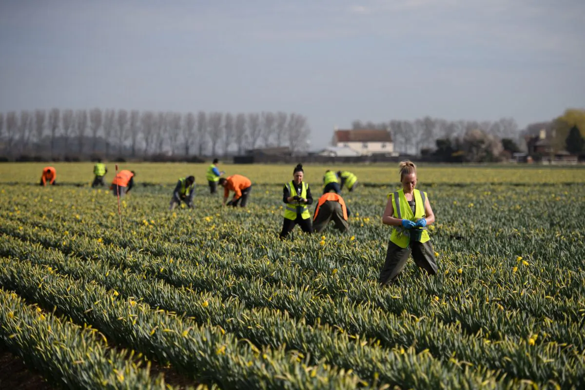 Flower pickers from Romania harvest daffodils to be transported to the cold store on Taylors Bulbs farm near Holbeach, eastern England, on March 15, 2022. (Oli Scarff/AFP via Getty Images)