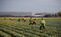 Labour Shortages Costing UK Farmers Tens of Millions as Crops Rot in Fields