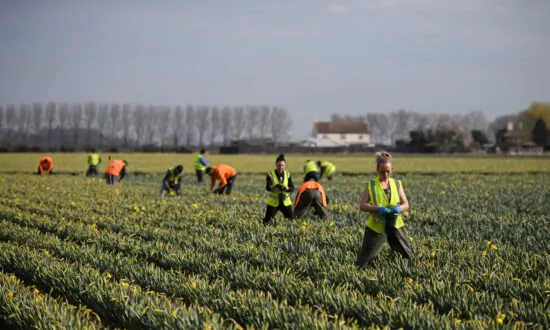 Labour Shortages Costing UK Farmers Tens of Millions as Crops Rot in Fields