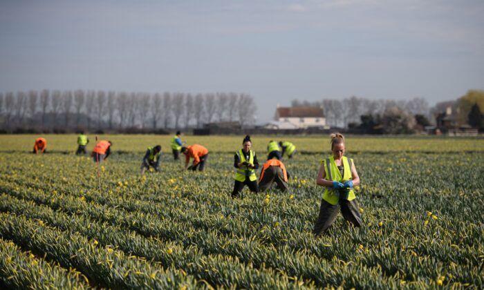Flower pickers from Romania harvest daffodils to be transported to the cold store on Taylors Bulbs farm near Holbeach, eastern England, on March 15, 2022. (Oli Scarff/AFP via Getty Images)