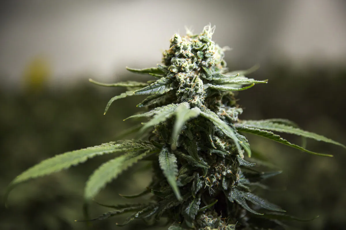 Cannabis plants grow inside of Thrive Cannabis' production facility in Simcoe, Ontario, on April 13, 2021. (The Canadian Press/Tara Walton)