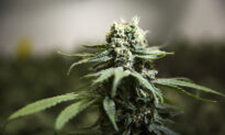 Candy Maker Mars Wins Lawsuit Against Marijuana Dealers Selling Drug-Infused ‘Skittles’