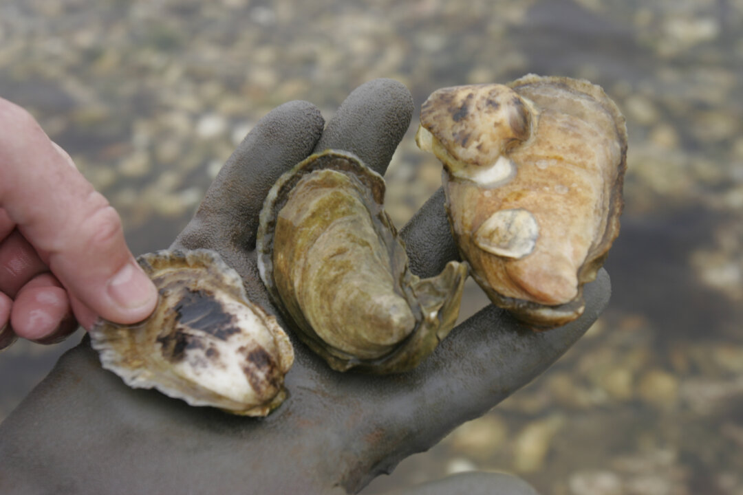 File photo of oysters. (Jodi Hilton/Getty Images)