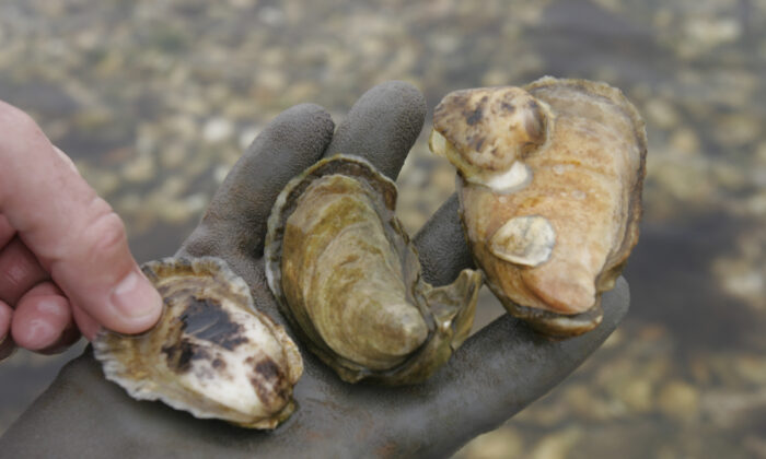 File photo of oysters. (Jodi Hilton/Getty Images)