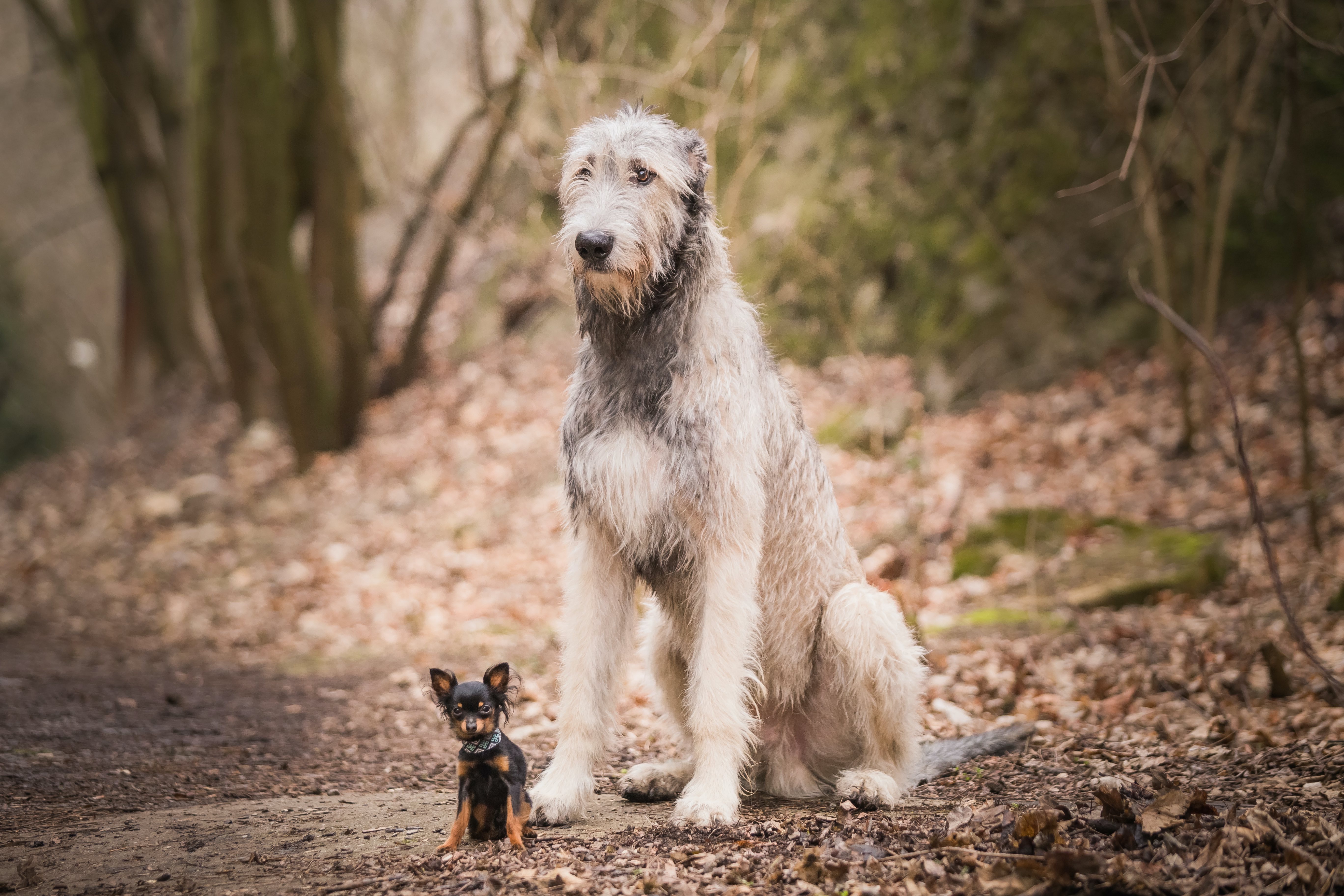 Small Dogs Live Longer Than Large Dogs - Vimarsana News