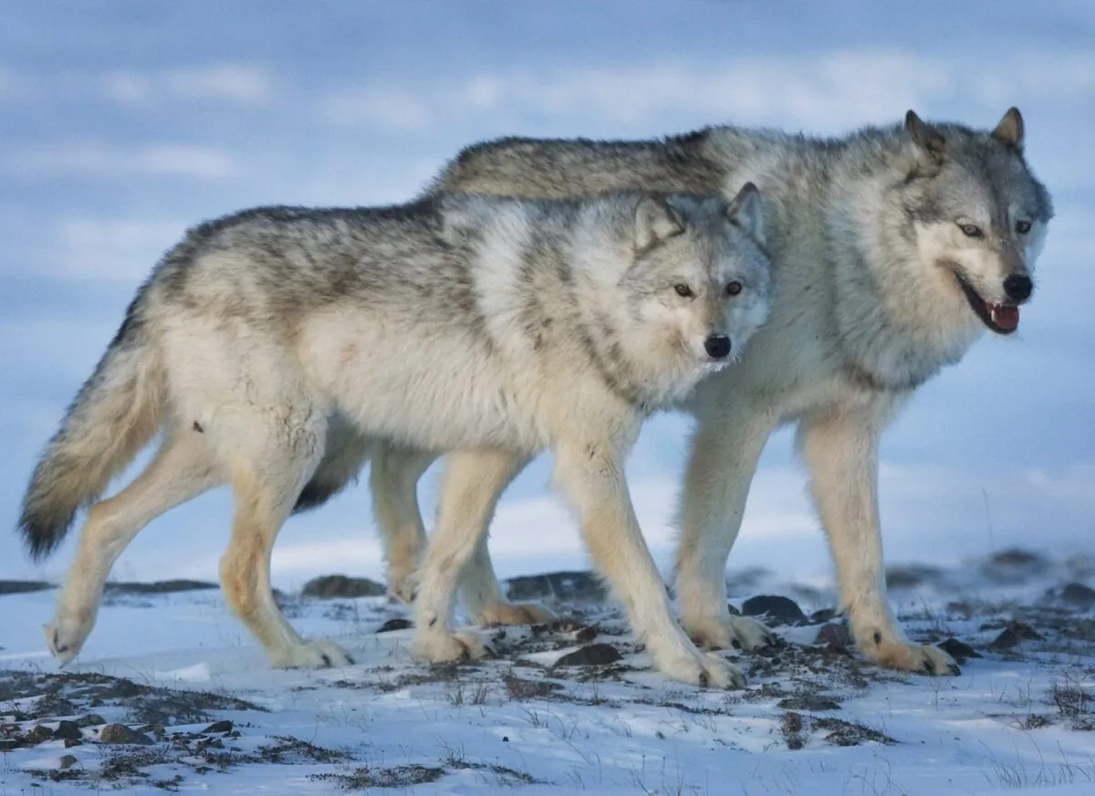 A female wolf, left, and male wolf roam the tundra near The Meadowbank Gold Mine located in the Nunavut Territory of Canada on March 25, 2009. (The Canadian Press/Nathan Denette)