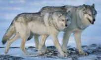 ‘Malicious Intent’ Suspected in Wolf Escape, Greater Vancouver Zoo Says