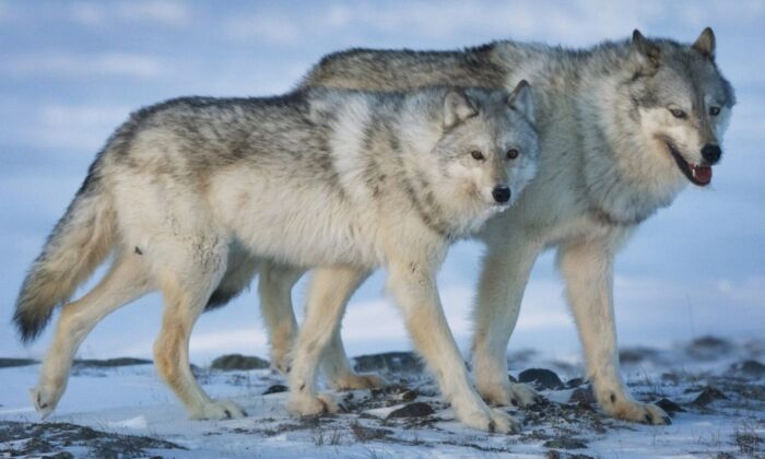 A female wolf, left, and male wolf roam the tundra near The Meadowbank Gold Mine located in the Nunavut Territory of Canada on March 25, 2009. (The Canadian Press/Nathan Denette)